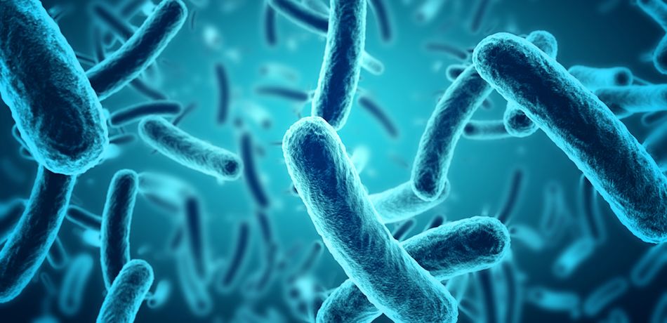 Disease X Update – A Danger to the Human Kind?