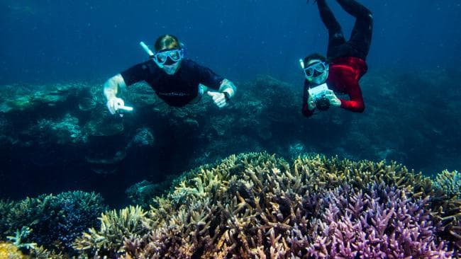 Divers Want to Repopulate Reefs with Super Corals