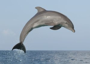 The Grim Truth Behind The Decaying Dolphin Carcass Found On A Namibian Beach