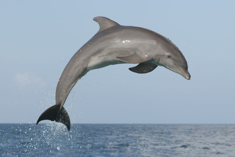 The Grim Truth Behind The Decaying Dolphin Carcass Found On A Namibian Beach