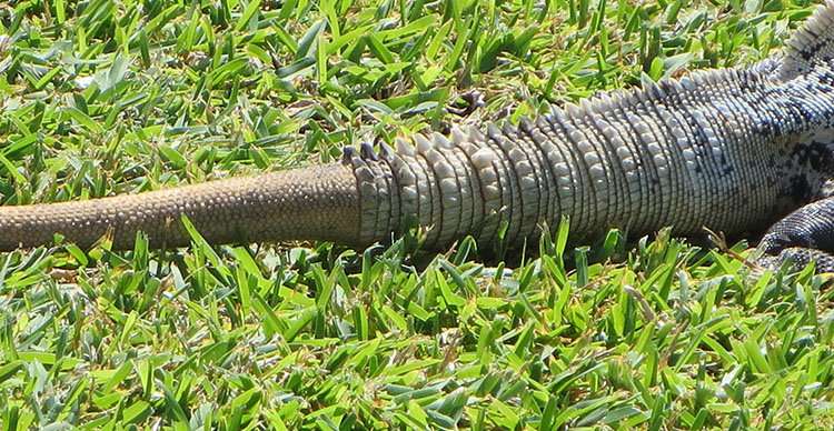 Fossils Show that Reptiles Were Able to Detach Their Tails