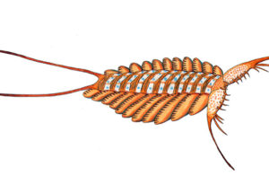 15 Fossilized Brains Of 500-Million-Year-Old Sea Creatures Have Been Discovered In Greenland