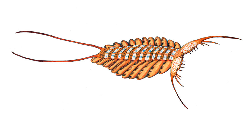 15 Fossilized Brains Of 500-Million-Year-Old Sea Creatures Have Been Discovered In Greenland