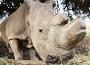 Last Male Northern White Rhino is Ill – What Could this Mean for the Species?