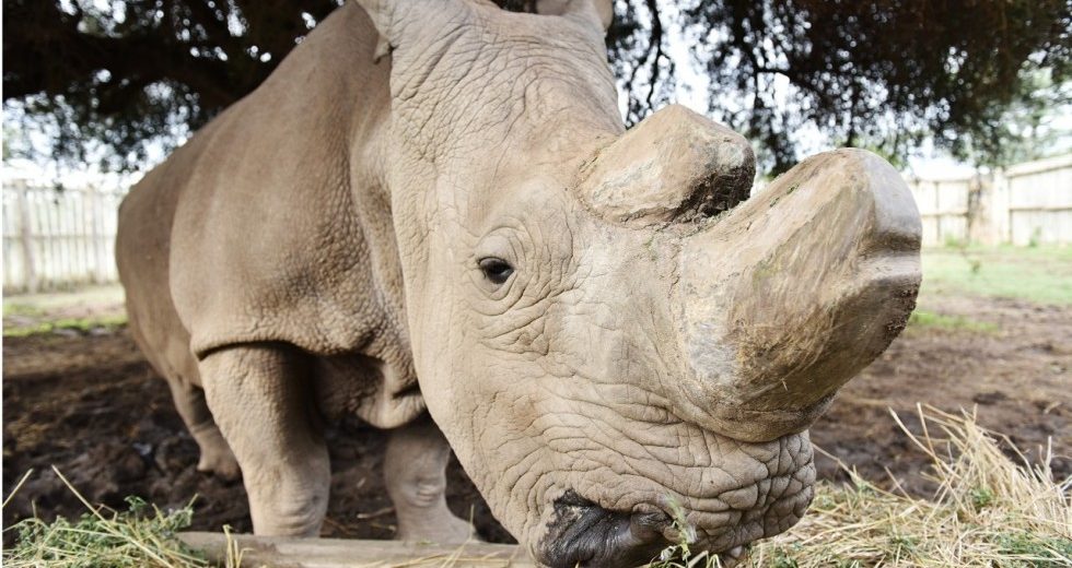 Last Male Northern White Rhino is Ill – What Could this Mean for the Species?
