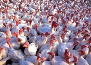 Low-pathogenicity Avian Flu Cases Appeared in Missouri