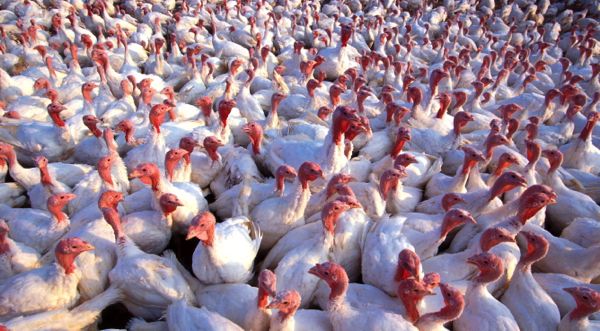 Low-pathogenicity Avian Flu Cases Appeared in Missouri