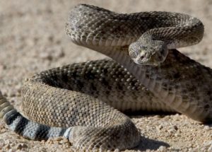 Peptides In The South American Rattlesnake Venom Fight Against Antibiotic-Resistant Bacteria