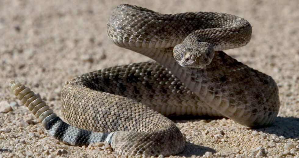 Peptides In The South American Rattlesnake Venom Fight Against Antibiotic-Resistant Bacteria