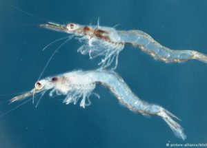 The Plastic Problem in Oceans Could be Solved by Krill