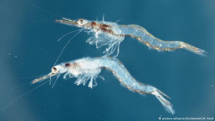 The Plastic Problem in Oceans Could be Solved by Krill