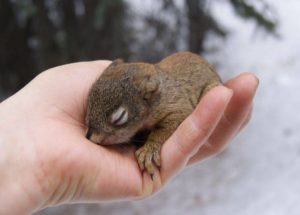 Red Male Squirrels Kill the Pups of Their Rivals