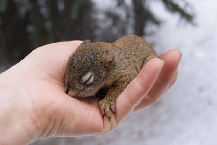 Red Male Squirrels Kill the Pups of Their Rivals