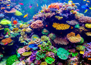 Super Corals to Help in Reviving Reefs?