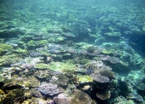 The Coral Reef Of Yaeyama Archipelago In Japan May Extinct