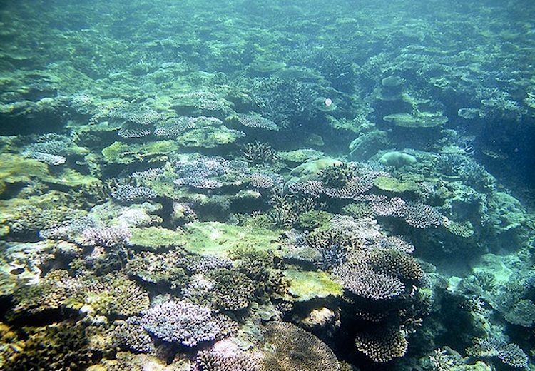The Coral Reef Of Yaeyama Archipelago In Japan May Extinct