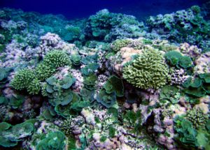 The Damage Done to Coral Reefs Shown in an Experiment