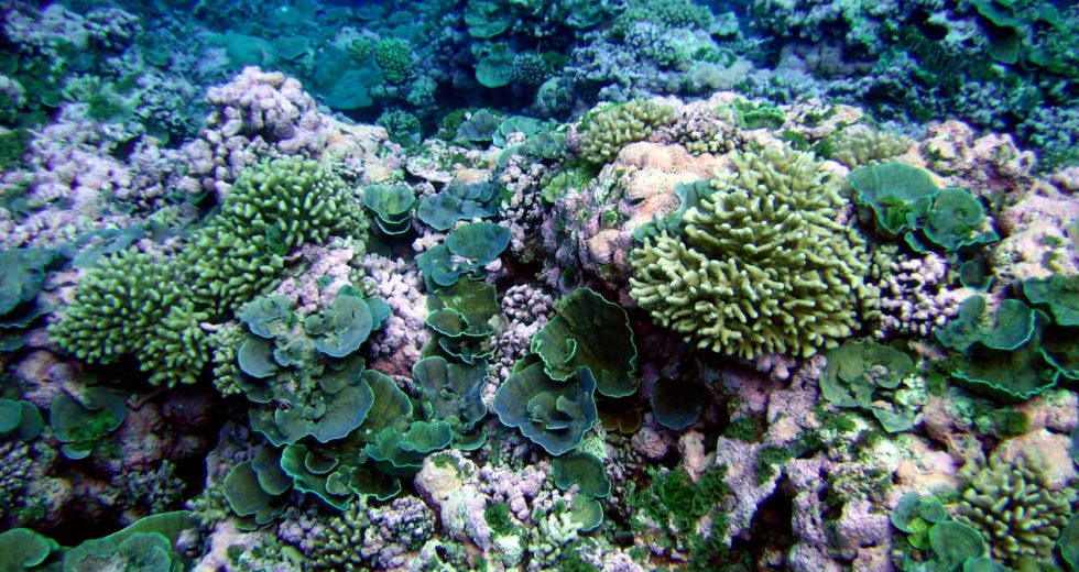 The Damage Done to Coral Reefs Shown in an Experiment