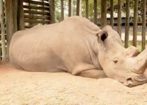 The Last Northern White Rhinoceros Male, Sudan, Died