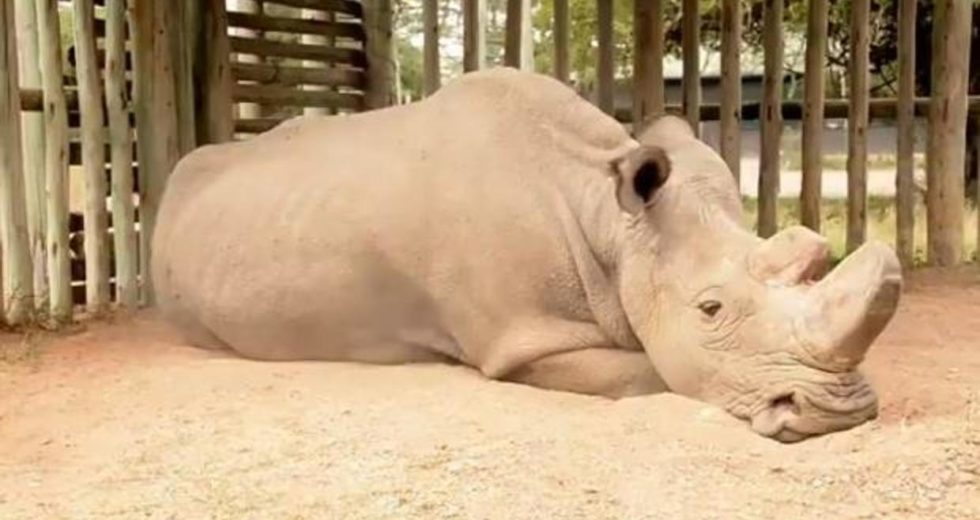The Last Northern White Rhinoceros Male, Sudan, Died