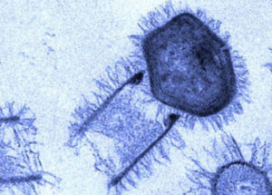 Scientists Have Recently Discovered Two New Giant Viruses In Brazil