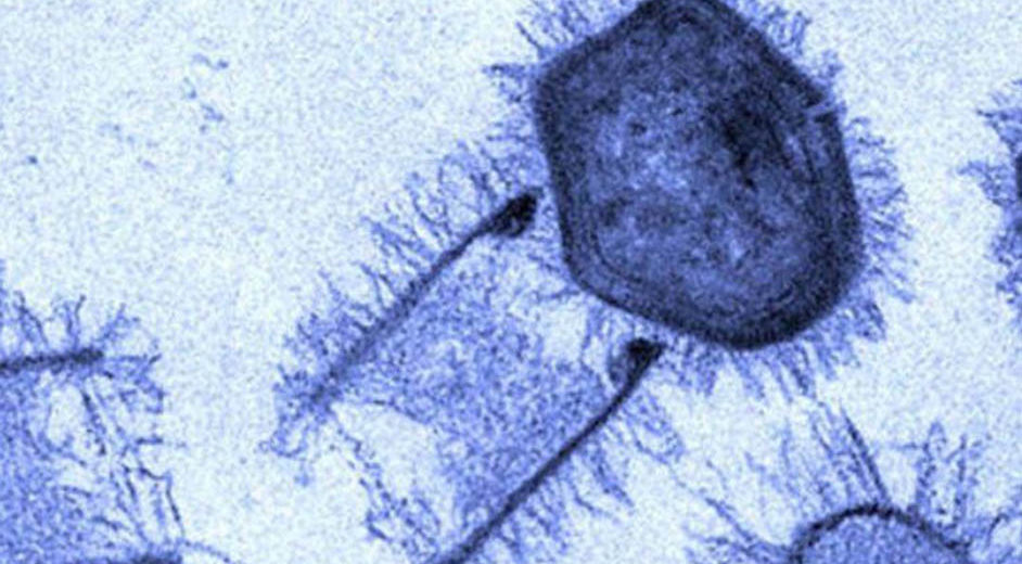 Scientists Have Recently Discovered Two New Giant Viruses In Brazil
