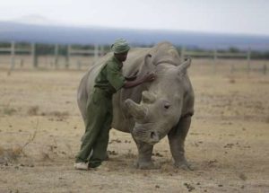 UN Report Warns that Earth is Losing Species of Plants and Animals at an Alarming Rate