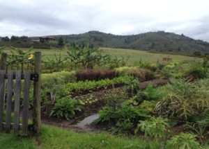 Urban Agriculture Insights – How Will We Feed Ourselves in the Future?
