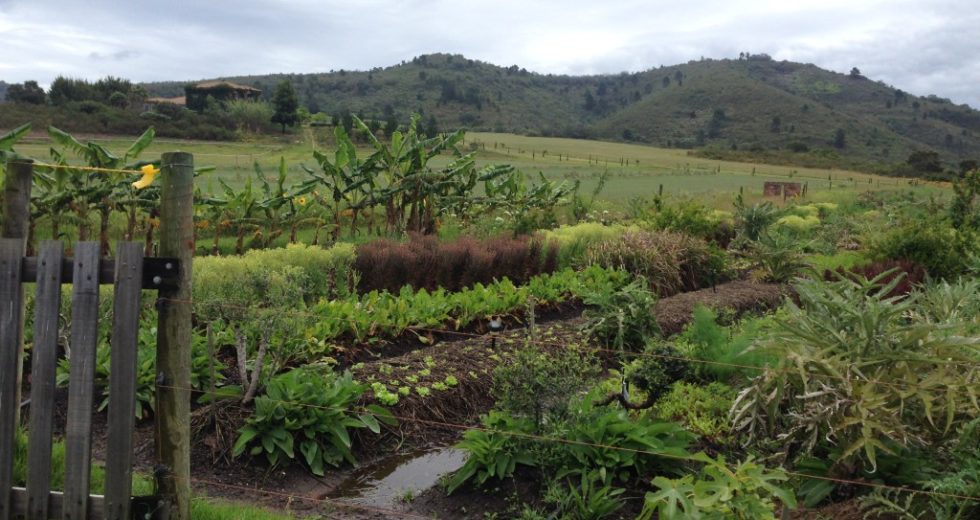Urban Agriculture Insights – How Will We Feed Ourselves in the Future?