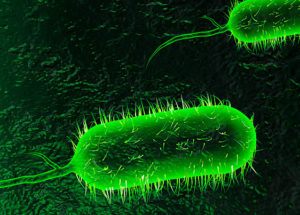 A Cholera Outbreak In Vancouver Island Has Been Announced – Herring Roe Eggs Are The Culprits, Apparently