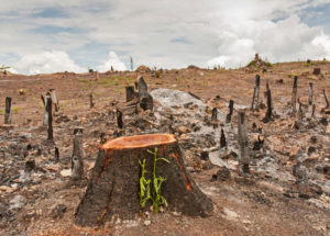 Deforestation Will Increase Global Warming More Than Expected, A New Study Reveals