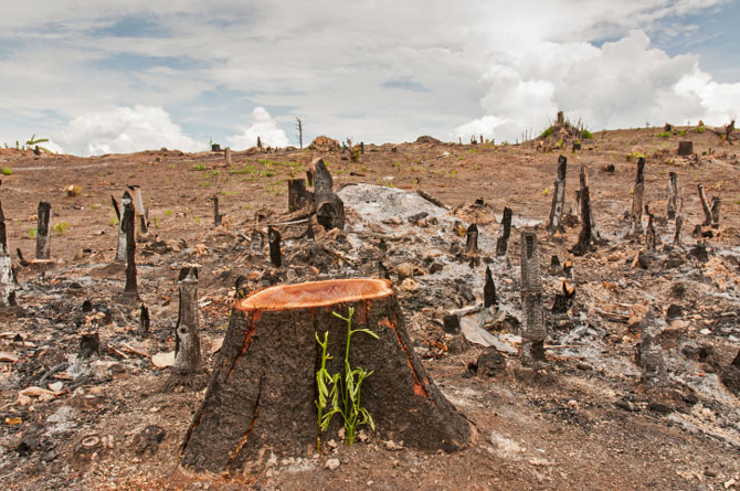 Deforestation Will Increase Global Warming More Than Expected, A New Study Reveals