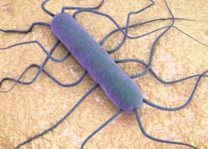 Listeria Skeptics May Put The Others Lives In Danger In South Africa