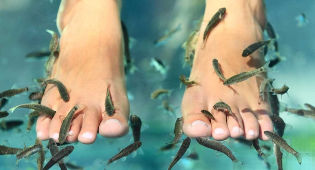 Fish Pedicure Is NOT Exposing Clients To HIV And Hepatitis C, As It Has Been Stated A Few Years Ago