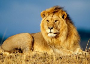 Giant Prehistoric Lions Lived In Africa 200,000 Years Ago