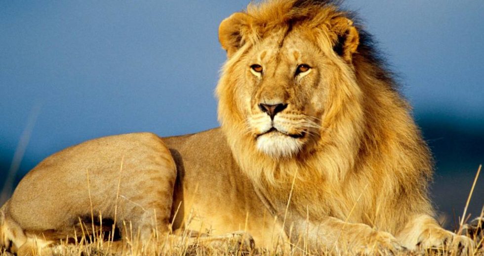 Giant Prehistoric Lions Lived In Africa 200,000 Years Ago