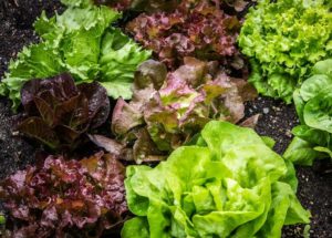The Health Benefits Of Lettuce For Your Body