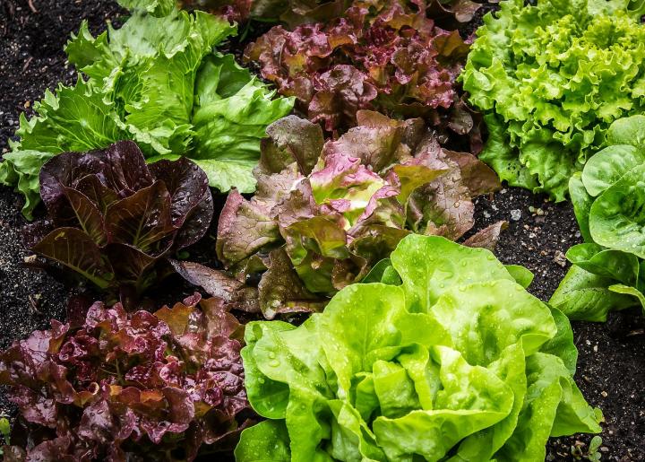 The Health Benefits Of Lettuce For Your Body
