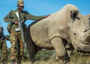 The Last Northern White Rhinoceros Male Might Die