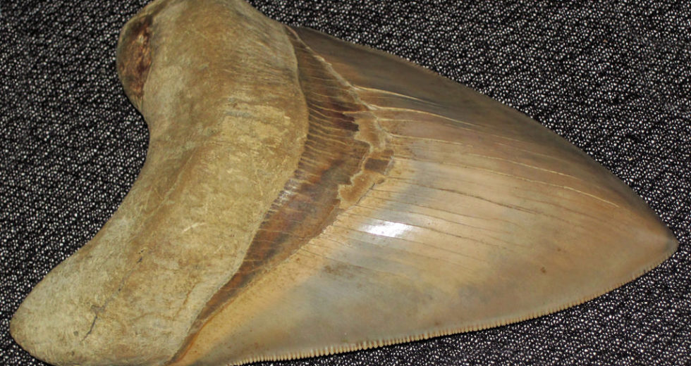 A Megalodon Fossilized Tooth Was Stolen From Its Secret Hiding Place In Northwestern Australia