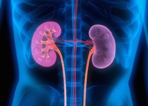 World Kidney Day – The Best 5 Tips To Avoid And Treat Kidney Diseases