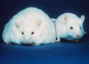 Obese People Are Less Sensitive To The Taste Of Food, A New Research Conducted On Mice Shows