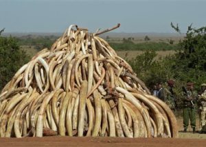 Poaching Targeting Rare Animal Species Increased And Formed An Animals Organs Trafficking Market Of $19 B In Profits