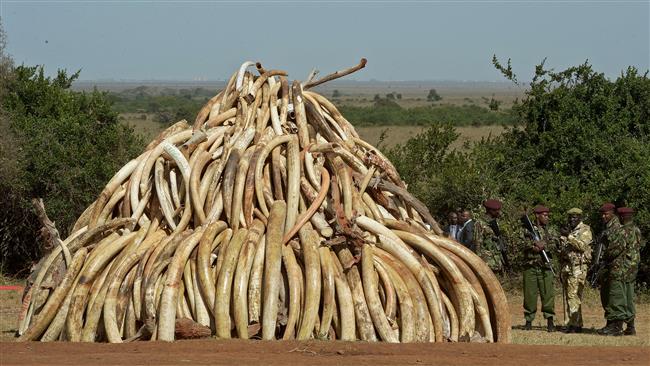 Poaching Targeting Rare Animal Species Increased And Formed An Animals Organs Trafficking Market Of $19 B In Profits