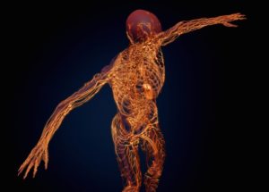 Scientists Have Discovered A Hitherto Unknown Organ, The Interstitium