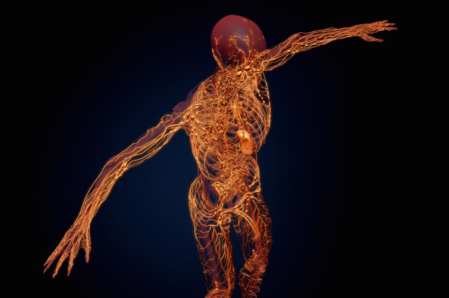 Scientists Have Discovered A Hitherto Unknown Organ, The Interstitium