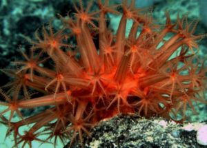 Sessile Species That Live On The Deepest Seabeds Possess An Increased Longevity, A New Study Reveals