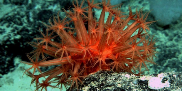 Sessile Species That Live On The Deepest Seabeds Possess An Increased Longevity, A New Study Reveals
