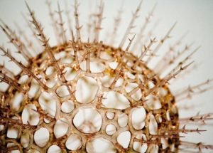 Disease X Is On The WHO Priority Diseases List – What Is Disease X?