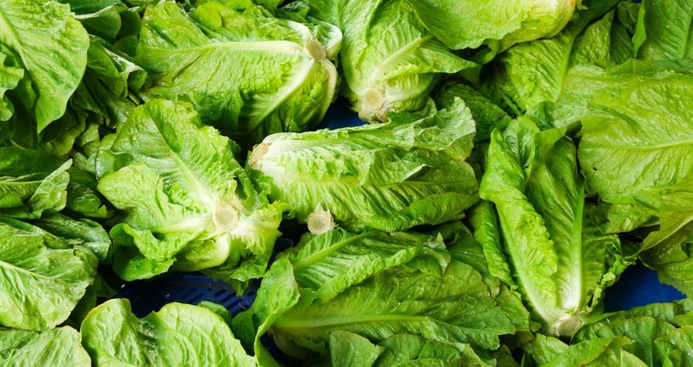 How did E. coli get on Romaine Lettuce? FDA still Baffled